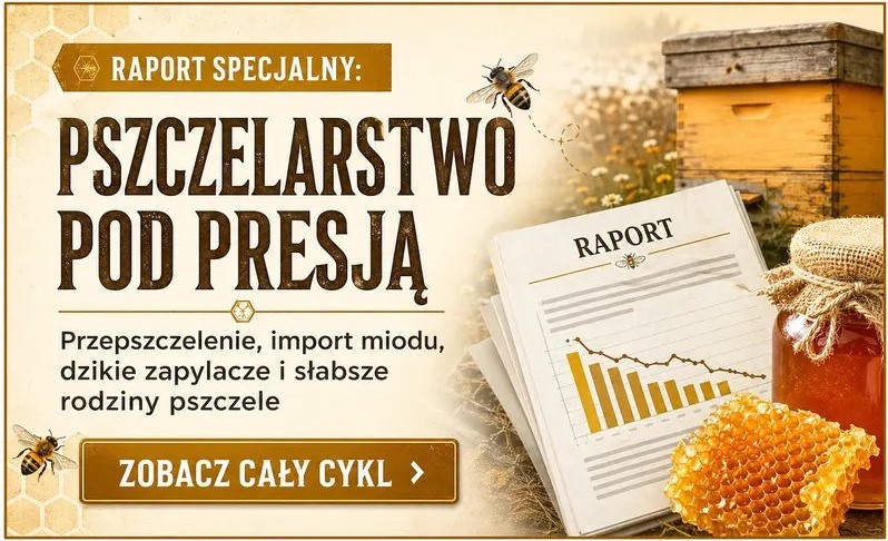 Raport specjalny: Pszczelarstwo pod presją – przepszczelenie, import miodu, dzikie zapylacze i słabsze rodziny pszczele