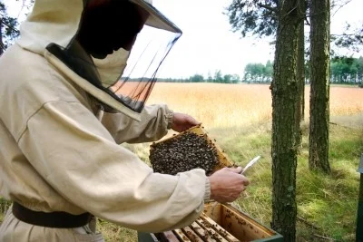 Znaczenie pszczelarstwa w gospodarce kraju i wartość zapylania w rolnictwie.