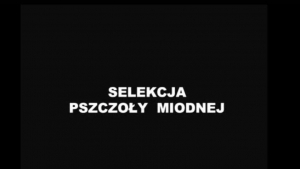Selekcja pszczoły miodnej - materiał wideo