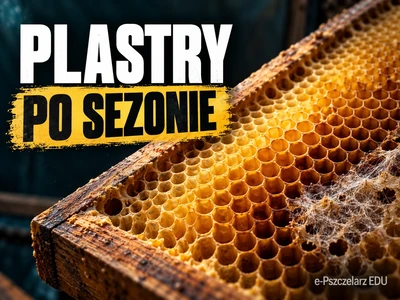 Plastry po sezonie: jak nie oddać zapasu suszu barciakowi