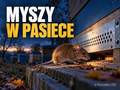 Myszy w pasiece: zabezpiecz wylotki przed zimowym kłębem